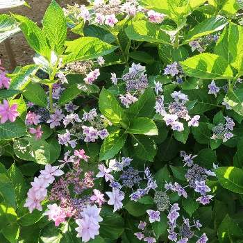 アジサイ コンペイトウの投稿画像一覧 Greensnap グリーンスナップ