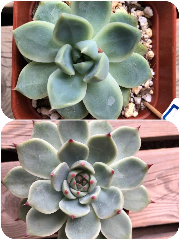 桃太郎の投稿画像 By Kateさん チワワリンゼと多肉植物とキュンキュン乙女倶楽部と別名同種の多肉さんと多肉のある暮らしとベランダガーデンとおうち園芸と多肉ラボ C と多肉女子と相談 月6月18日 Greensnap グリーンスナップ