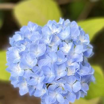 心を癒す花♡の画像 by ちきさん | 小さな庭と大好きな色と水色紫陽花と心を癒す花♡とありがとうーねー☺️
