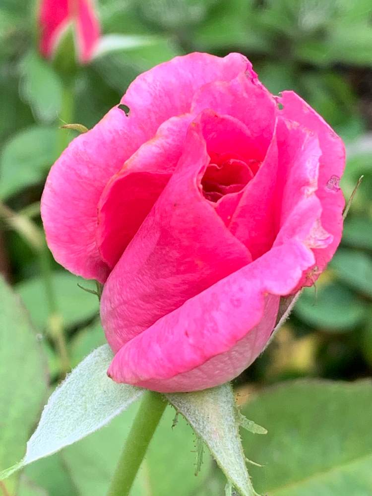 薔薇 ハートピンクの投稿画像 By かずさん 素敵な薔薇のある暮らしとロザリアン と薔薇有機栽培と癒しとおうち園芸と鉢植え とお花大好き と花のある暮らし 月6月19日 Greensnap グリーンスナップ