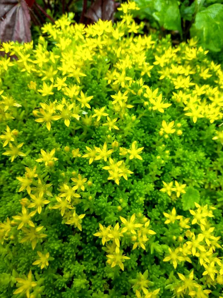 セダムの投稿画像 By ミキさん 地植えとグランドカバーと梅雨ときいろいお花と1 000万枚突破 月6月19日 Greensnap グリーンスナップ