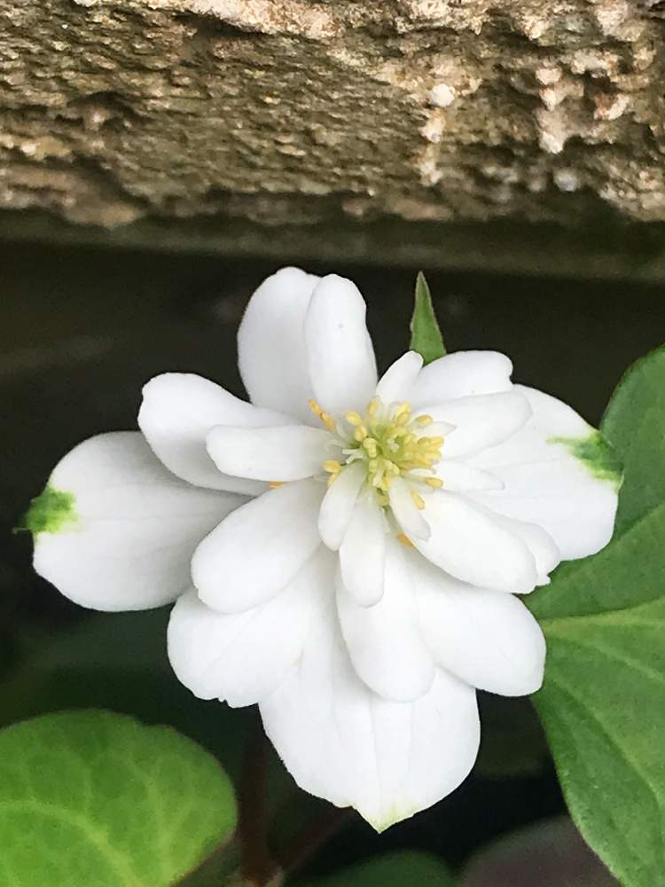 ドクダミの投稿画像 By まぁ さん 八重咲きドクダミと花のある暮らしと素敵色とおうち園芸 月6月19日 Greensnap グリーンスナップ