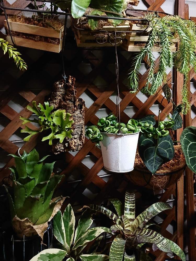 ホヤ カルノーサの投稿画像 By Botanicallifeさん ビカクシダ グランデとフペルジア スクアローサとビカクシダ リドレイとフペルジア ゴエベリーとアンスリウム クラリネルビウムとホヘンベルギア マグニスピナとピソニアとフリーセアのなんとかとバルコニー ベランダ