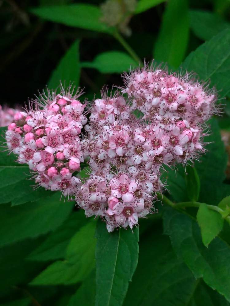 シモツケ の投稿画像 By ドロップさん ピンクの花と花のある暮らしとシモツケ 月6月19日 Greensnap グリーンスナップ