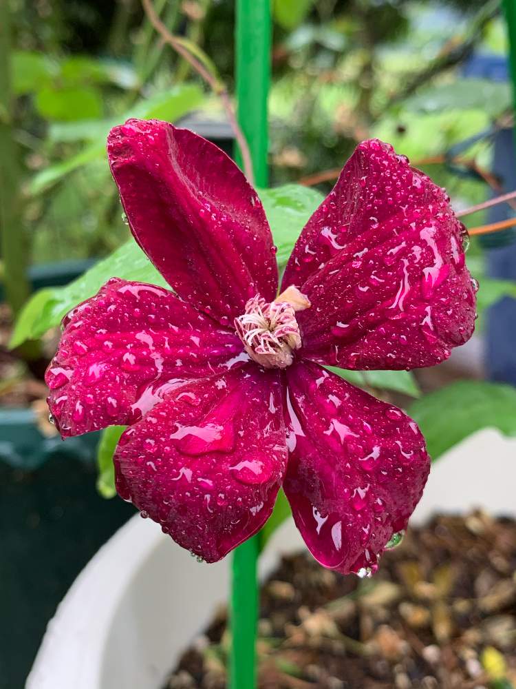 クレマチス 勝利の女神の投稿画像 By つゆみさん おうち園芸と癒されてと鉢植えと私の庭と花のある暮らし 月6月19日 Greensnap グリーンスナップ