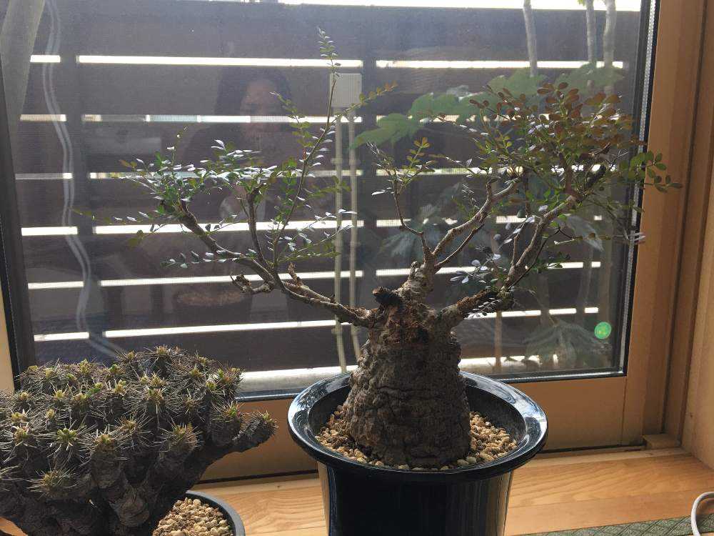 パキプス 成長記録｜🍀GreenSnap（グリーンスナップ）