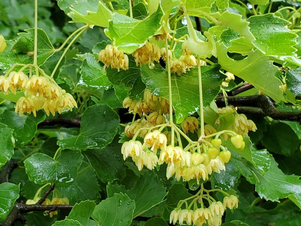 お出かけ先の投稿画像 By ネロリさん 月6月19日 Greensnap グリーンスナップ