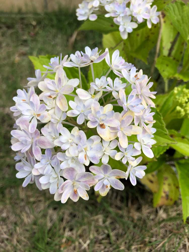 紫陽花万華鏡の投稿画像 By Sayakaさん 千葉県とおうち園芸と紫陽花 アジサイ あじさいとガーデニング 月6月19日 Greensnap グリーンスナップ