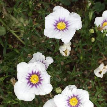 ニーレンべルキアの投稿画像一覧 Greensnap グリーンスナップ