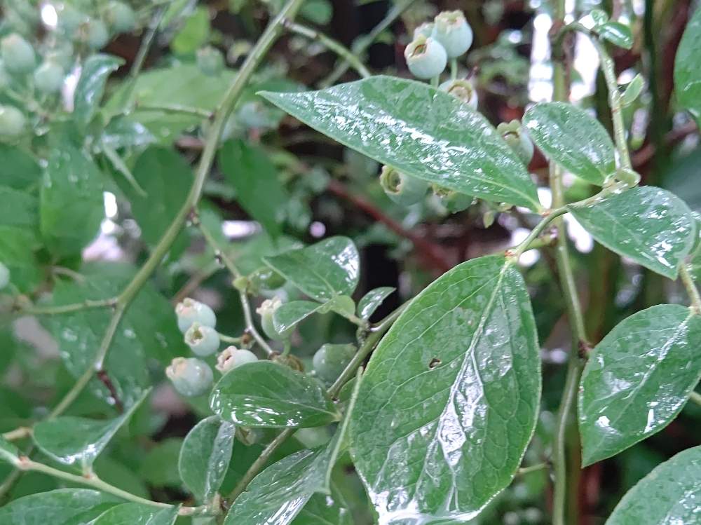 ブルーベリーの投稿画像 By モチキンさん 月6月19日 Greensnap グリーンスナップ