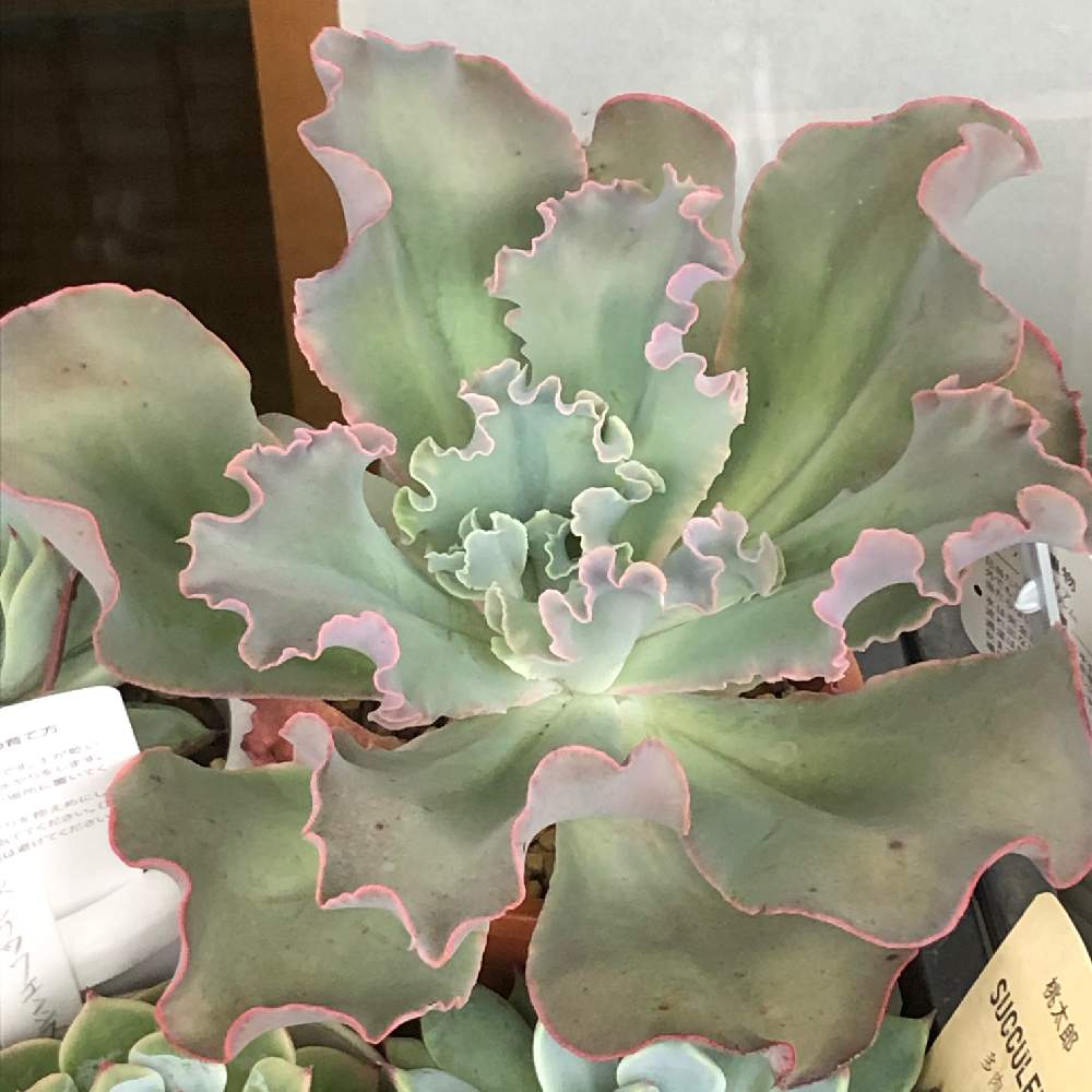 高砂の翁の投稿画像 By すーさんちさん エケベリア 高砂の翁と多肉植物と普及種バンザイとデカエケとエケベリア属と軒下過保護組とフリエケと多肉植物と普及種バンザイとデカエケとエケベリア属と軒下過保護組とフリエケ 月6月19日 Greensnap グリーンスナップ