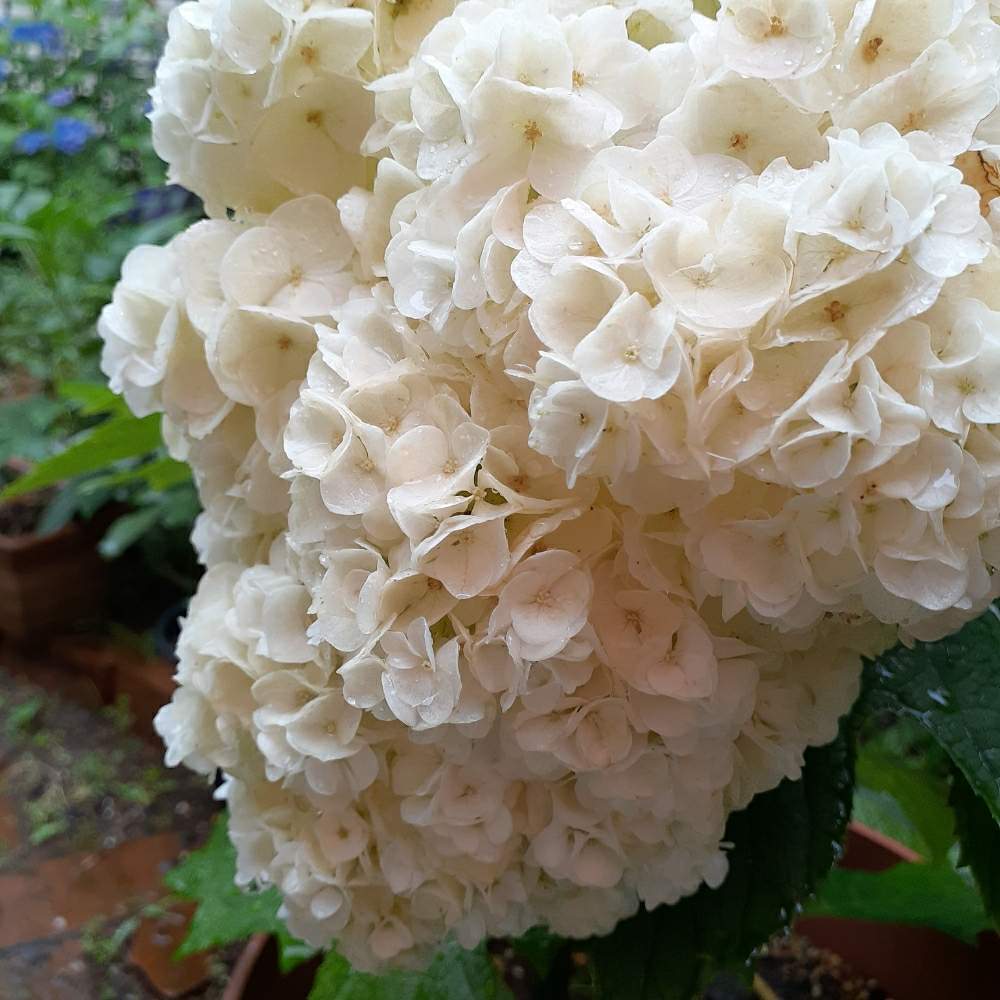 柏葉アジサイハーモニーの投稿画像 By くろのわーるんさん 柏葉あじさいとあじさい大好きとおうち園芸と紫陽花 アジサイ あじさいと低木と挿し木から成長と 白い花 月6月19日 Greensnap グリーンスナップ