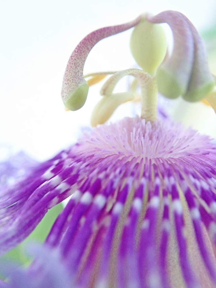 トケイソウ インセンスの投稿画像 By ふじひろさん おうち園芸とパッシフローラ インセンス 月6月19日 Greensnap グリーンスナップ