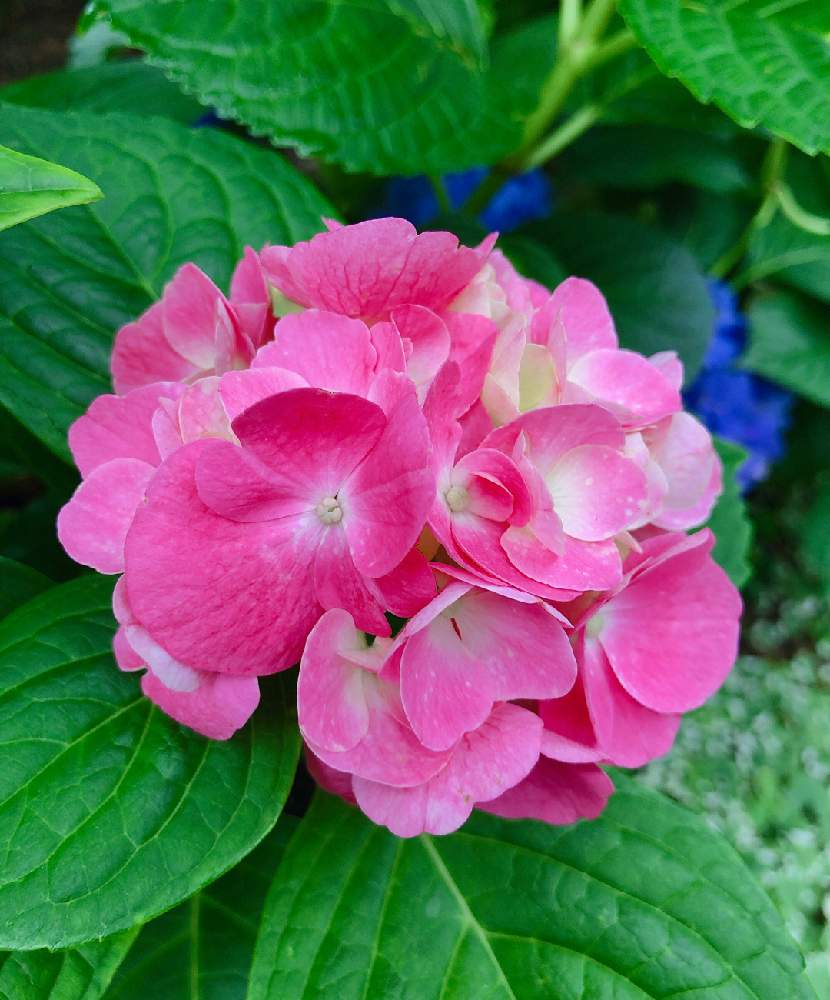 アジサイの投稿画像 By お花畑さん ピンクの花と半日陰とおうち園芸とかわいいな と6月 月6月19日 Greensnap グリーンスナップ