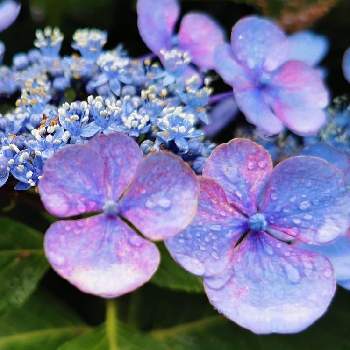 雨の日の紫陽花の投稿画像一覧 Greensnap グリーンスナップ