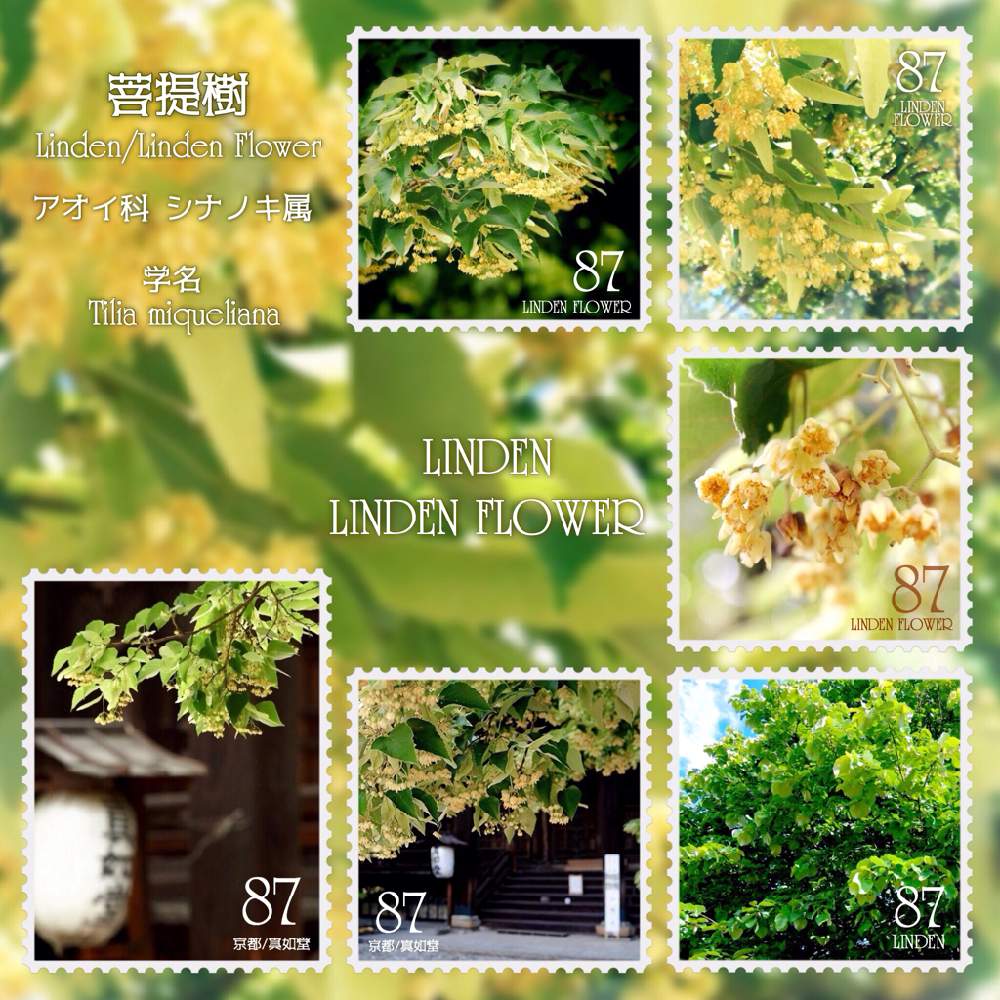 菩提樹の投稿画像 By 黝 ﾕｳ W ドラマ三昧さん 菩提樹の花と今日の花 菩提樹と菩提樹 真如堂と菩提樹 真如堂と黄色の花と花 好きバンドマンと君も花が好きなのかと黝フォト 月6月19日 Greensnap グリーンスナップ