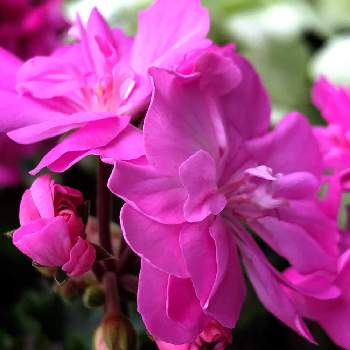 イングリッシュゼラニウムの投稿画像一覧 Greensnap グリーンスナップ