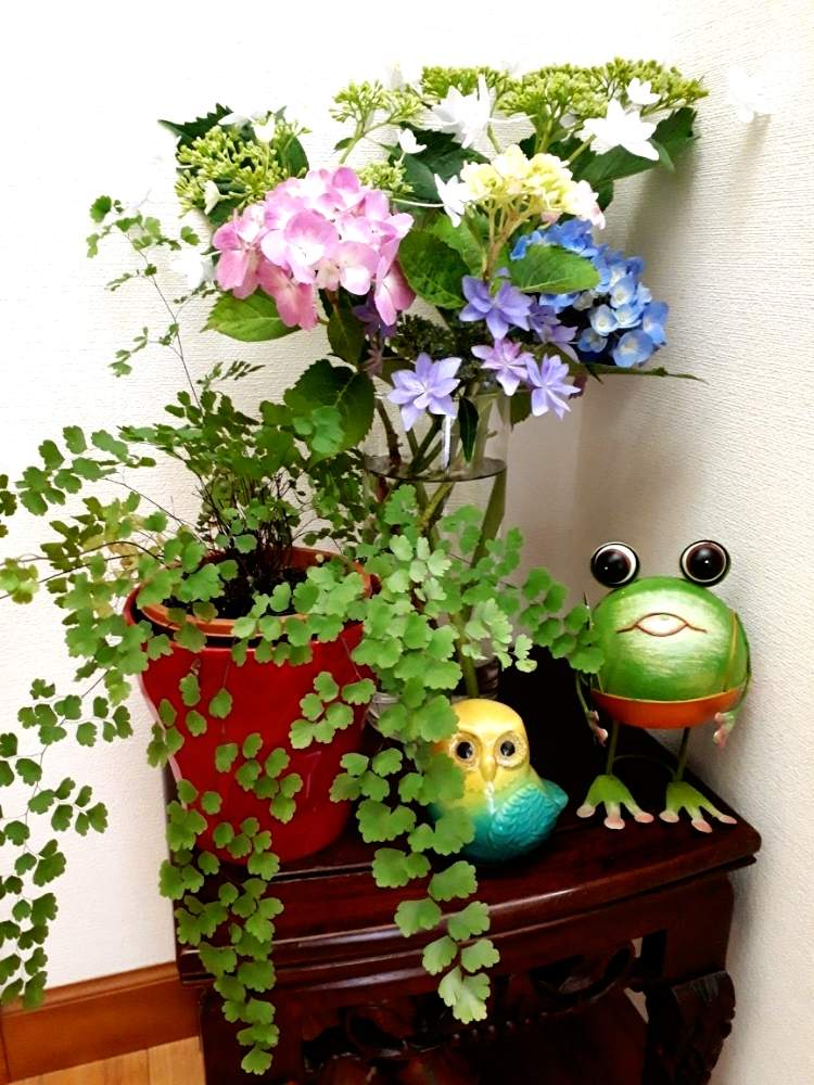 アジアンタムの投稿画像 By むこむこさん 紫陽花とかえるの置物と九谷焼と花のある暮らしとガラス瓶と咲いた 月6月19日 Greensnap グリーンスナップ