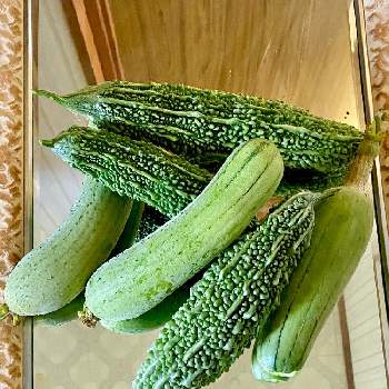 ヘチマ なーべーらー の投稿画像一覧 Greensnap グリーンスナップ