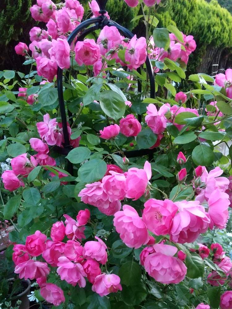 バラ アンジェラの投稿画像 By Coco さん 薔薇 とばら バラ 薔薇 とお花大好き とかわいい と小花会とぴんく とお花に癒されてと花のある暮らしとお花のある生活と薔薇 と鉢植え 月6月19日 Greensnap グリーンスナップ