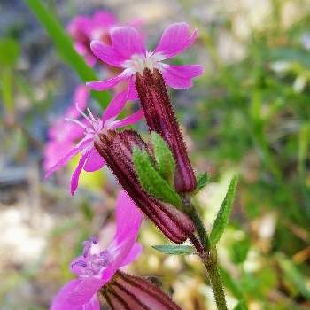 別名 シレネ ペンデュラの投稿画像一覧 Greensnap グリーンスナップ