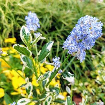 別名 シレネ ペンデュラの投稿画像一覧 Greensnap グリーンスナップ