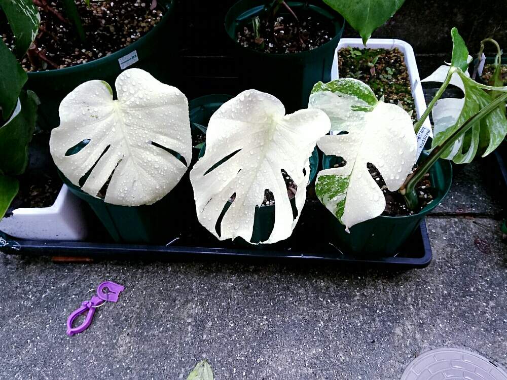ホワイトモンスター テンシンラン トップカット 植物/観葉植物 