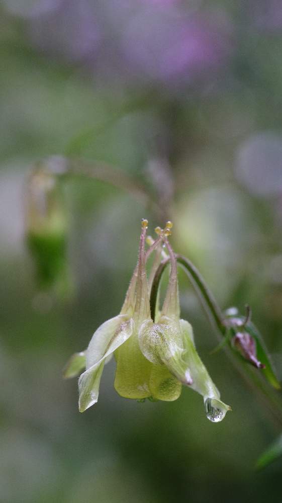 エゾカワラナデシコの投稿画像 By けんパパさん カンパニュラ ラプンクロイデスとヤマオダマキとオダマキ 苧環 と無加工と無修正と種まきとcanon Eos Rとcanon Ef100mm F2 8lマクロ Is Usmと手作りの庭と ちから配布 ガーデニング カメラ ５０ ５０と新型コロナ