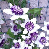 クレマチス フロリダの育て方 きれいに花を咲かせるには剪定がポイント Greensnap グリーンスナップ クレマチス フロリダの育て方 きれいに花を咲かせるには剪定がポイント Greensnap グリーンスナップ