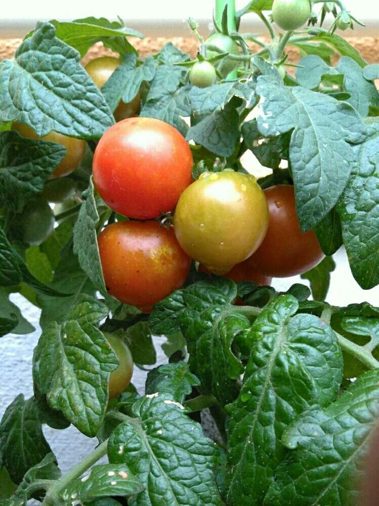 ミニトマト レジナの投稿画像 By Katsu1717さん ミニトマト栽培とおうちde菜園 月6月19日 Greensnap グリーンスナップ