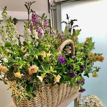 バーベナバンプトンの投稿画像一覧 Greensnap グリーンスナップ