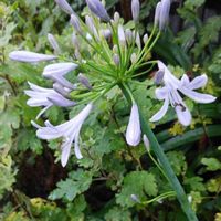 アガパンサスの画像