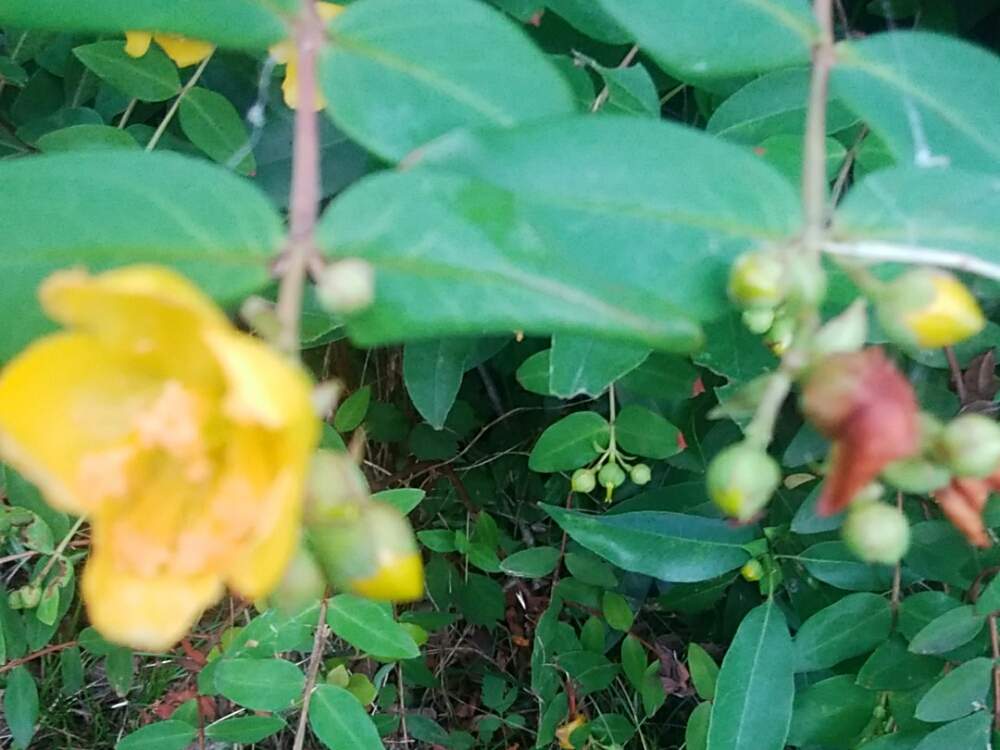 キンシバイのつぼみの投稿画像 By 小吉さん 月6月19日 Greensnap グリーンスナップ Greensnap グリーンスナップ