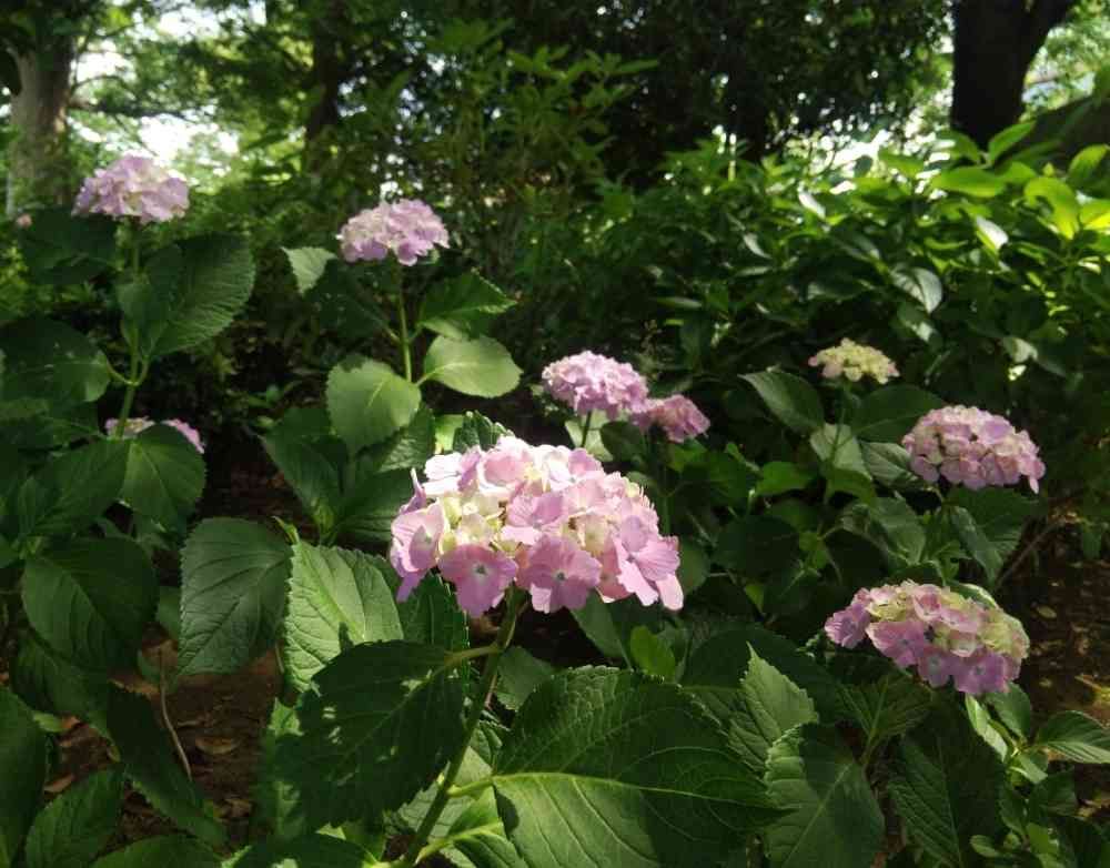 Aito Toyoakeさんの山下公園への投稿