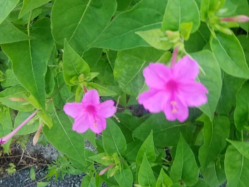 オシロイバナの投稿画像 By 小吉さん 月6月19日 Greensnap グリーンスナップ Greensnap グリーンスナップ