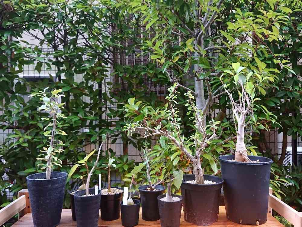 コミフォラ・クラウゼリアーナの一覧｜🍀GreenSnap（グリーンスナップ）