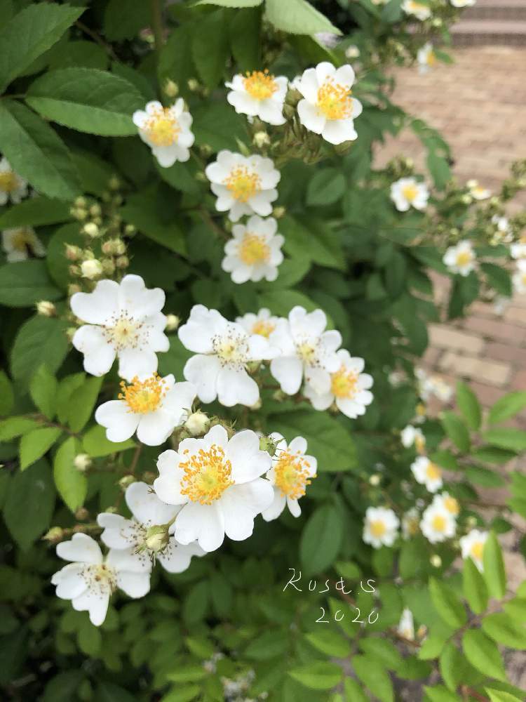 ロサ ムルティフローラの投稿画像 By Rosa Sさん おうち園芸とつる性植物と北海道でも越冬しますと花のある暮らしと白い花と北海道 月6月19日 Greensnap グリーンスナップ