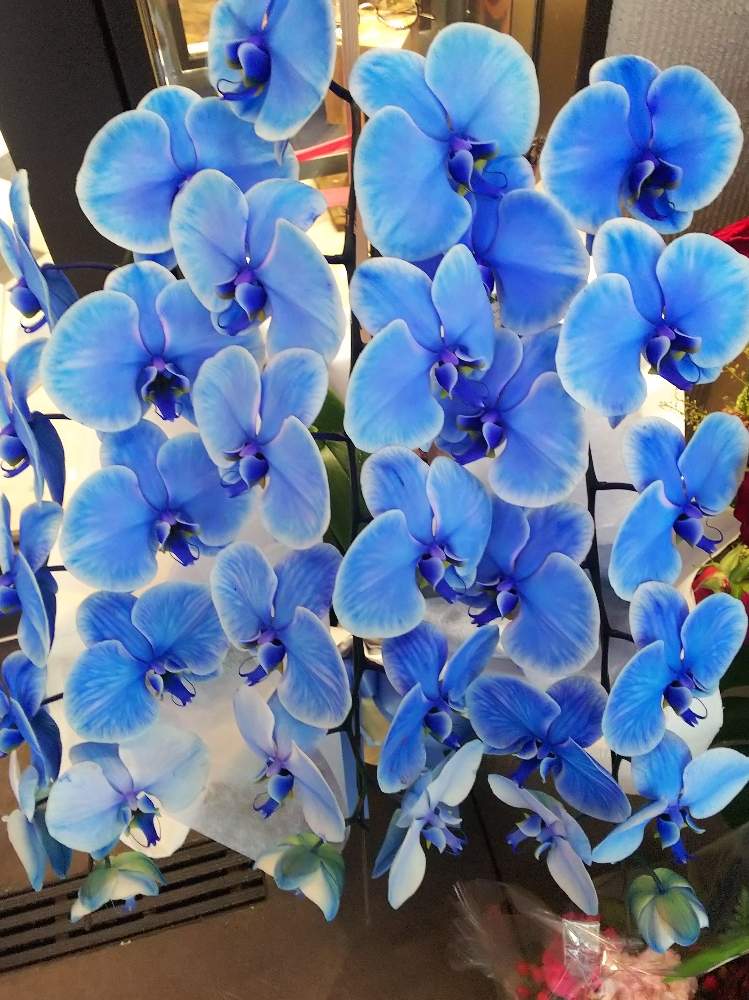 目が釘付けの投稿画像 By Ruri さん 鮮やかな青と青い胡蝶蘭と癒し とびっくりとエレガンスブルー と青いはな 月6月19日 Greensnap グリーンスナップ