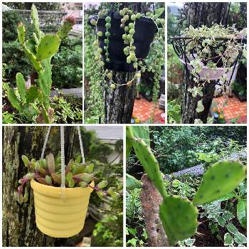 ウチワサボテン 和名 の投稿画像一覧 Greensnap グリーンスナップ