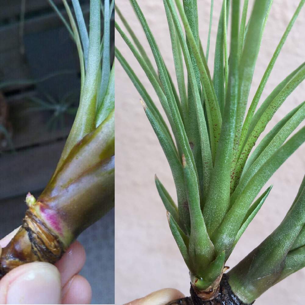 メラノクラテルの投稿画像 By まりおさん エアープランツチランジアとエアプランツ とエアプランツ チランジアと100均とダイソーとエアプランツ ティランジアと普及種とティランジア属とdaisoとエアプランツとエアープランツ チランジアとバルコニー ベランダとエア