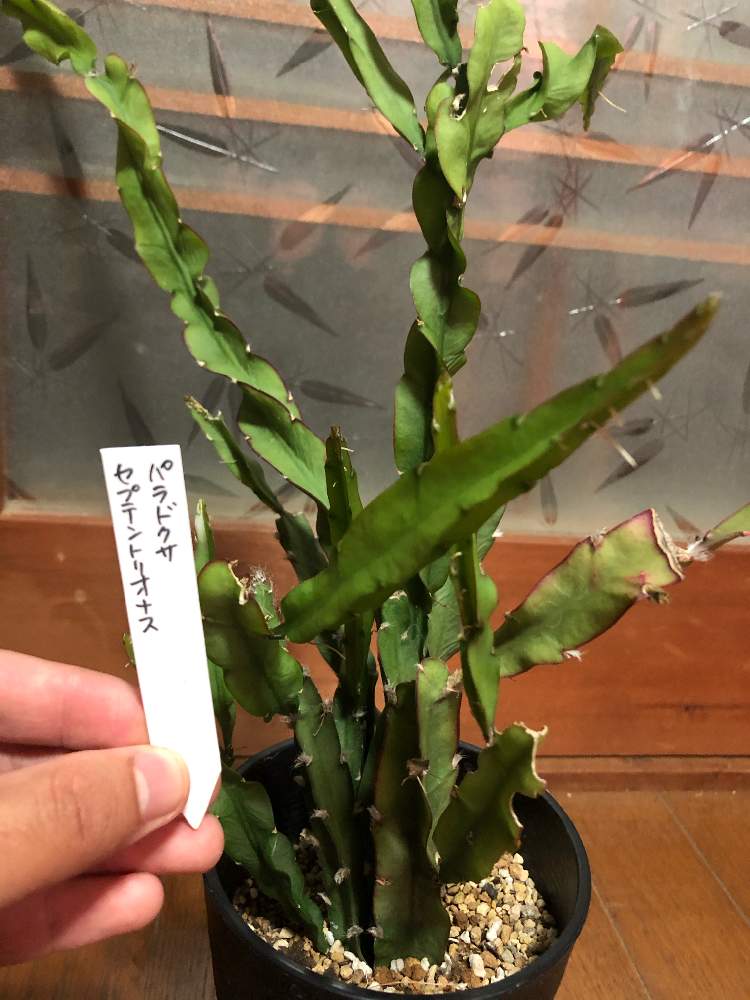 多肉植物の投稿画像 By サンキュー多肉 さん 多肉男子とサボテン科と棒物とパラドクサ セプテントリオナスとおうち園芸とリプサリス パラドクサと リプサリス属とタニラーとサンキュー多肉と花のある暮らし 月6月19日 Greensnap グリーンスナップ