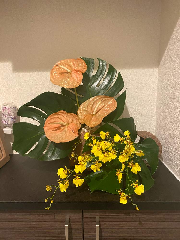 アンスリウムの投稿画像 By えりさん オンシジウムとモンステラと花のある暮らし 月6月日 Greensnap グリーンスナップ