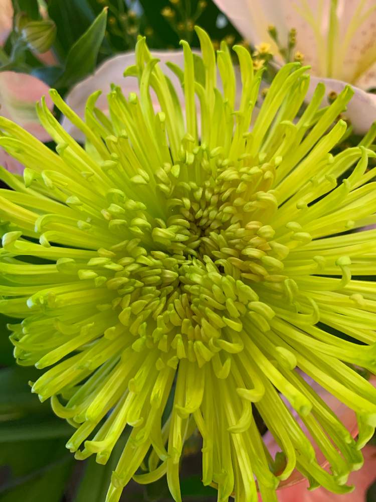 キクの投稿画像 By Kazuさん アナスタシアグリーン 月6月日 Greensnap グリーンスナップ