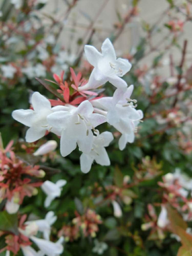 アベリアの投稿画像 By Kevinさん 白い花と小さい庭と中国原産とアジア原産とピンク色の花 月6月 日 Greensnap グリーンスナップ
