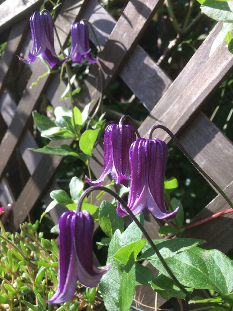 ロウグチの投稿画像 By Mizzaさん クレマチス とおうち園芸とクレマチス 地植えとガーデニングと花のある暮らし 月6月日 Greensnap グリーンスナップ