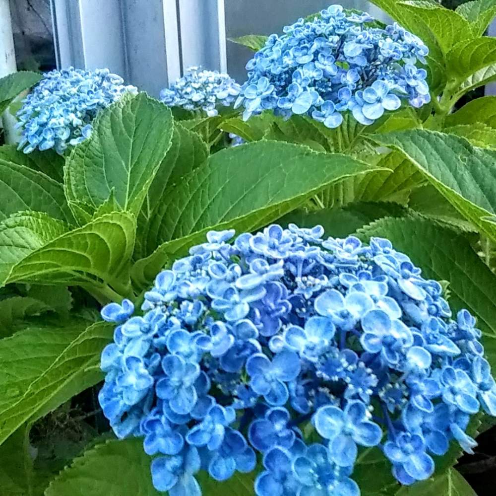 ウズアジサイ オタフクアジサイ の投稿画像 By 南の風さん ウズアジサイ とあじさい ブルーと丸い花とおうち園芸とアジサイ 紫陽花と挿し木から成長と屋上と屋上ガーデンと自宅屋上 月6月日 Greensnap グリーンスナップ