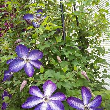 テッセン♡の画像 by ぴょんさん | お出かけ先と新緑の季節と可愛い❤と綺麗なお花❤とテッセン♡ときれいな色と花のある暮らしと紫のはな