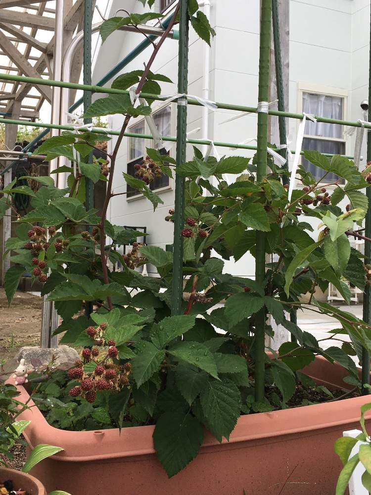 ブラックベリーの投稿画像 By Manabeさん つる性植物とプランター植えとブラックベリーの実とバラ科キイチゴ属と買い物帰り 月6月日 Greensnap グリーンスナップ