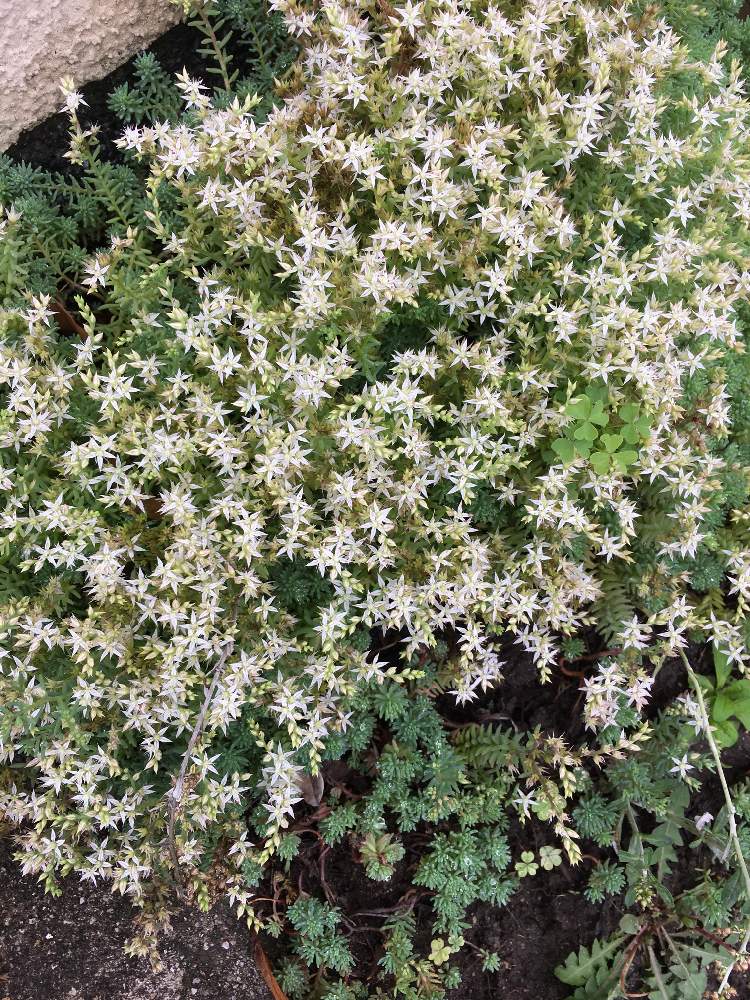 セダムの花の投稿画像 By Manabeさん 多肉植物と白い花とベンケイソウ科 月6月日 Greensnap グリーンスナップ