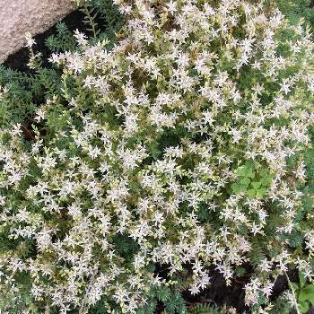 セダムの花の投稿画像一覧 Greensnap グリーンスナップ